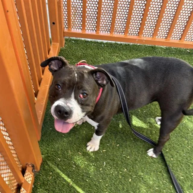 An adult medium-sized female American Bulldog dog named Lucy Goosey for adoption in Las Vegas, NV
