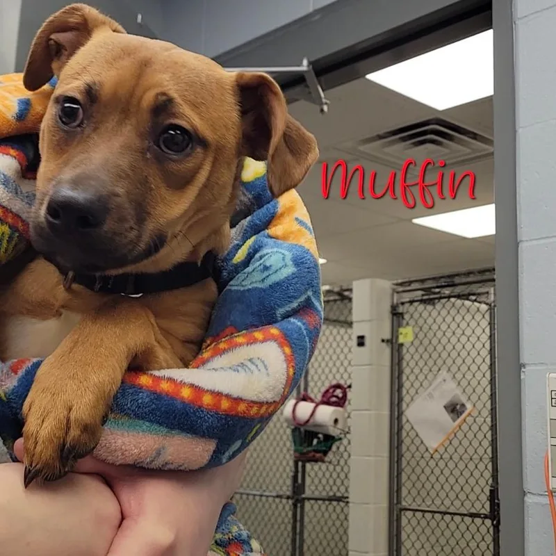 Muffin thumbnail 2