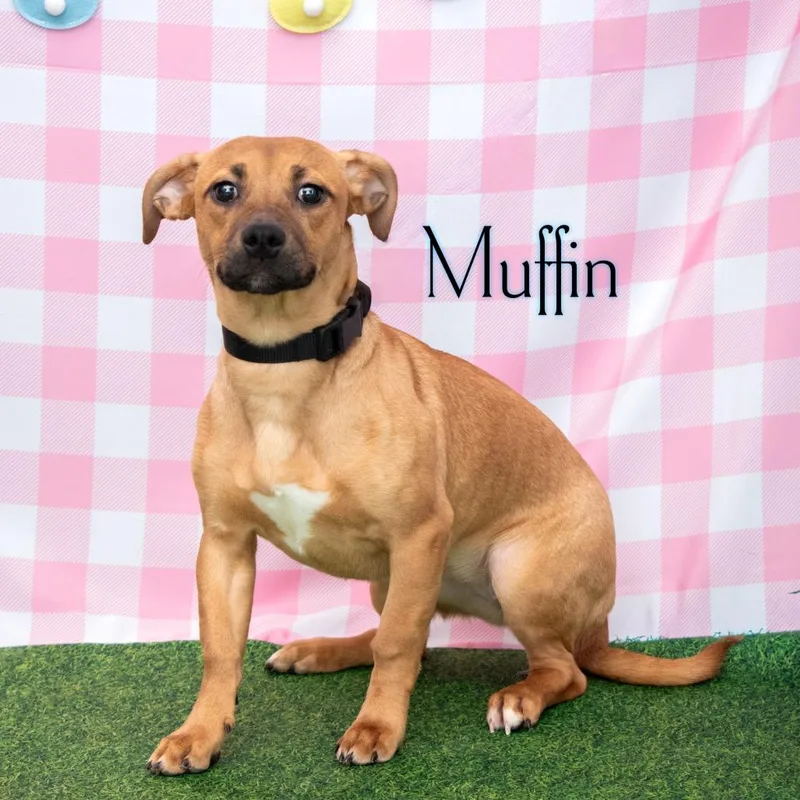 Muffin thumbnail 3