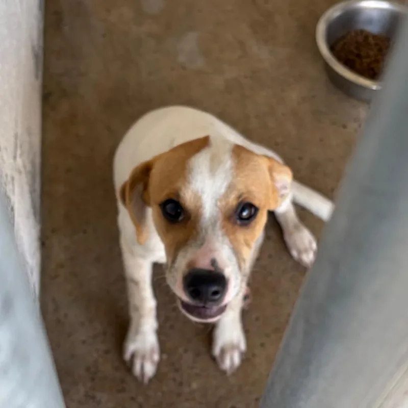 A young small-sized female White / Cream Shepherd dog named Maggie for adoption in Edinburg, TX