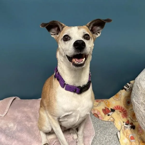 A senior medium-sized female Terrier dog named Willow for adoption in Oceanside, CA
