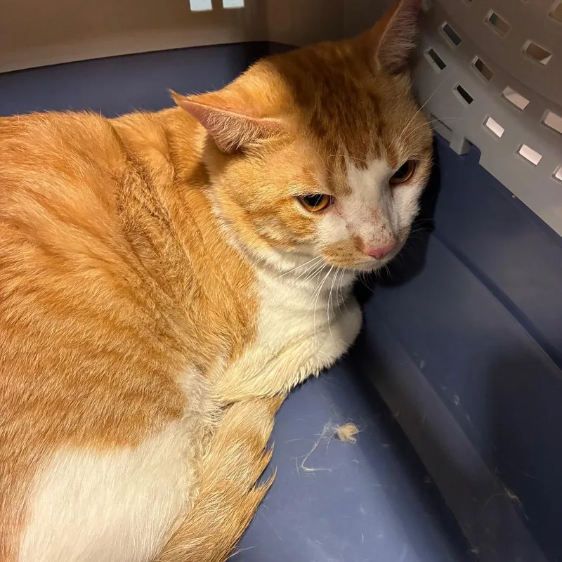 Gus