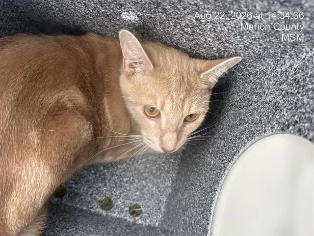 An adult small-sized female Domestic Short Hair cat named Chai for adoption in Ocala, FL