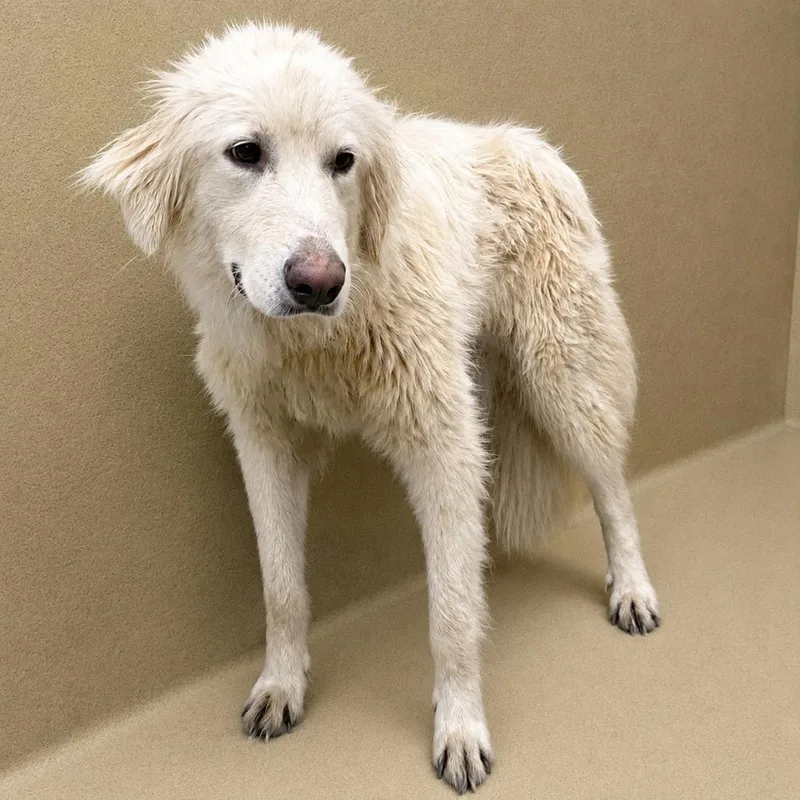 A young medium-sized female Great Pyrenees dog named Reba W. for adoption in Atlanta, GA