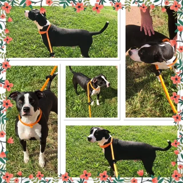 An adult medium-sized female Black Pit Bull Terrier dog named Nova for adoption in Buckhannon, WV