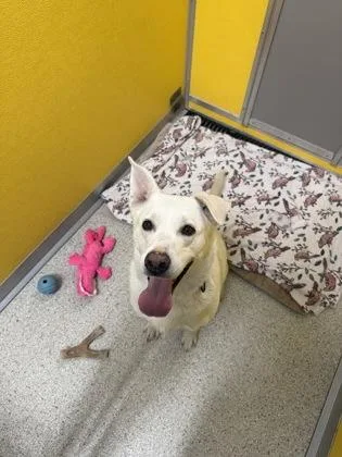 An adult large-sized female German Shepherd Dog dog named Rexa for adoption in Pequot Lakes, MN