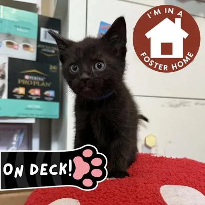 A baby small-sized male Domestic Short Hair cat named Henry for adoption in Janesville, WI