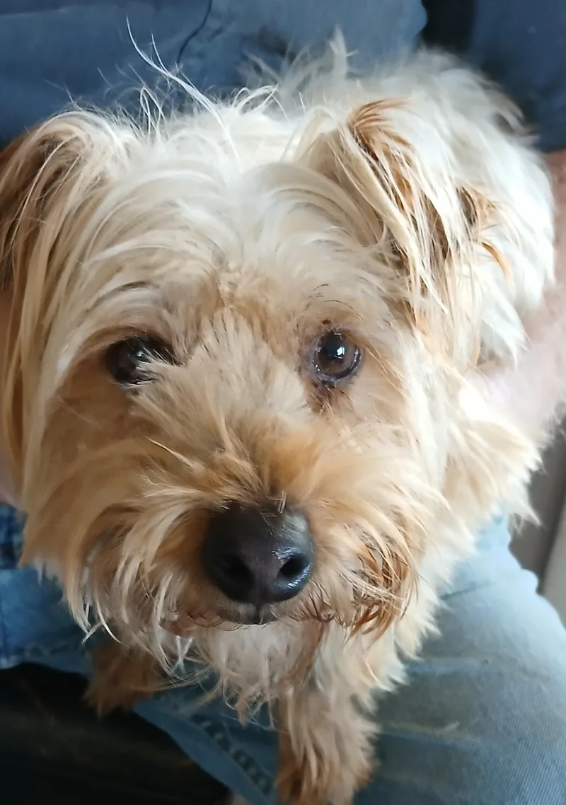 An adult small-sized female Maltipoo dog named Passion for adoption in New Palestine, IN