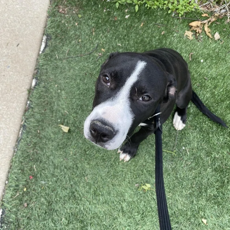 A young medium-sized female Black Mixed Breed dog named Daphne for adoption in Saint Charles, MO
