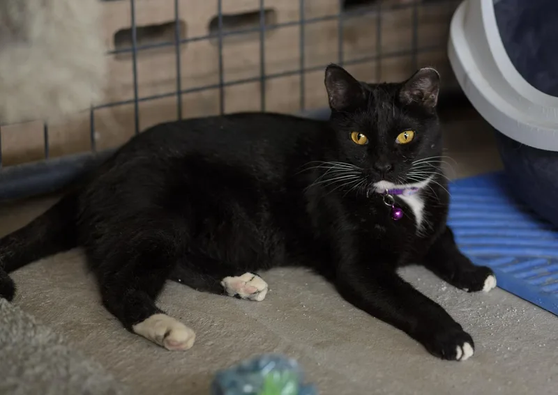 An adult medium-sized female Black & White / Tuxedo Domestic Short Hair cat named Baby Spice for adoption in Marana, AZ
