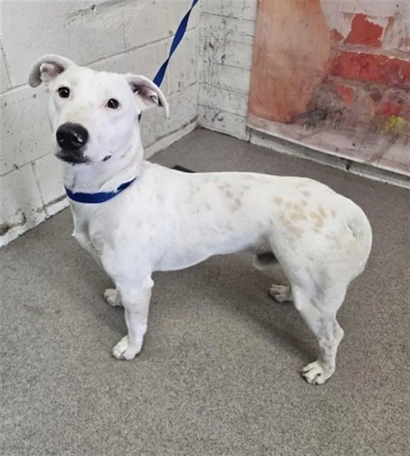 A young medium-sized male Bull Terrier dog named Oliver Bright for adoption in San Bernardino, CA