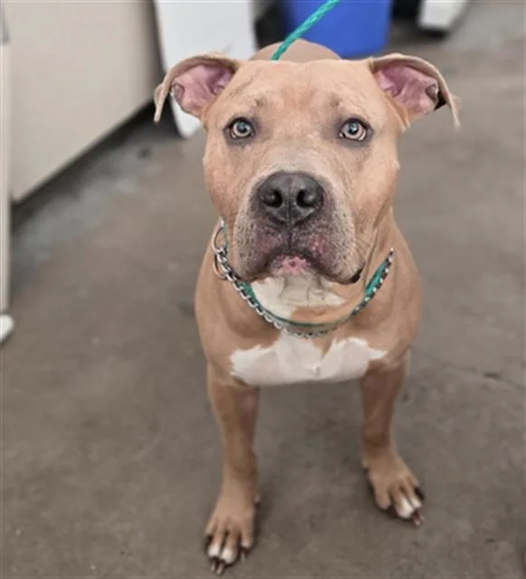 An adult large-sized male Mixed Breed dog named Zeus for adoption in Dallas, TX