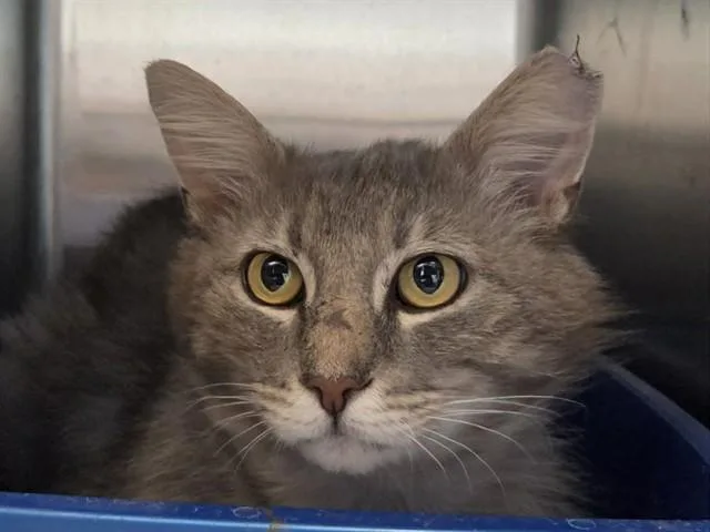 A young medium-sized male Domestic Medium Hair cat named Asher for adoption in Martinez, CA