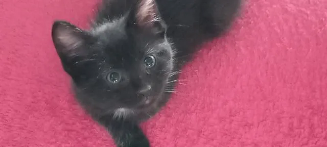 A baby small-sized female Domestic Short Hair cat named Little Bit for adoption in Pueblo, CO