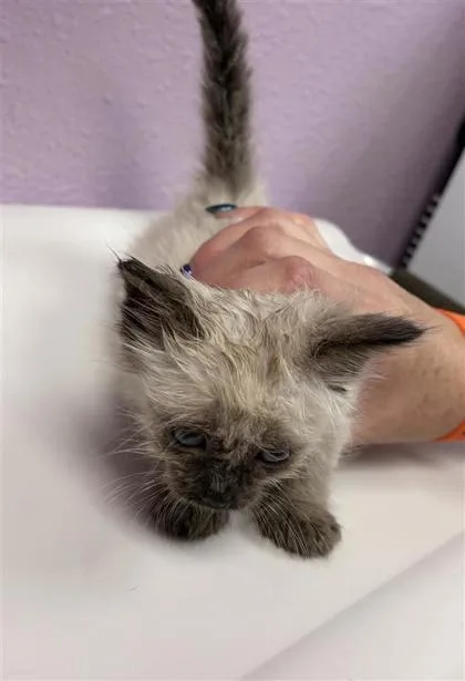 A baby small-sized female Seal Point Siamese cat named Tenderloin for adoption in El Paso, TX