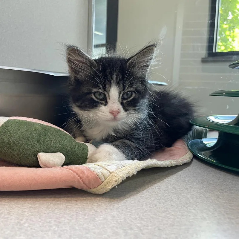 A baby small-sized male Black Domestic Long Hair cat named Vesper for adoption in Hailey, ID