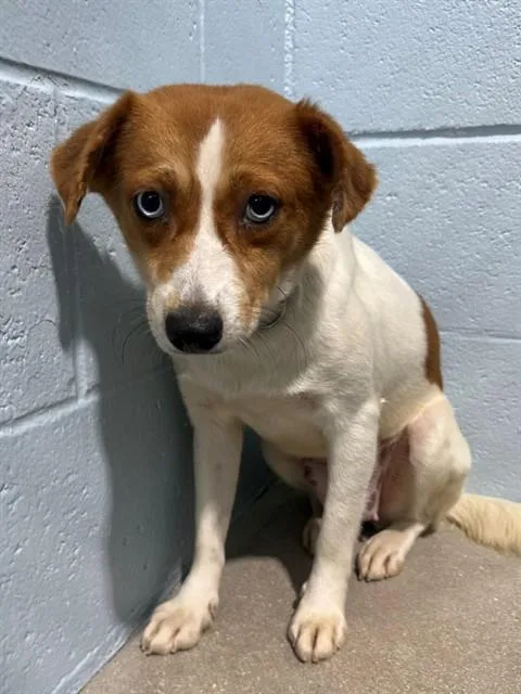 A young small-sized female Beagle dog named Bridgette for adoption in Naples, FL