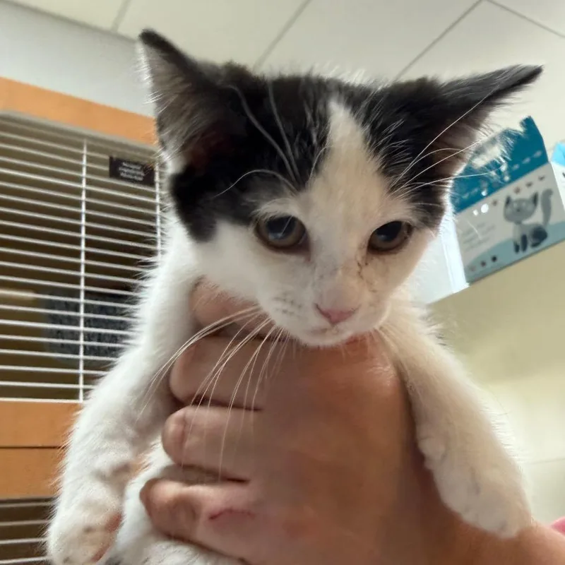 A baby small-sized female White Domestic Short Hair cat named Opal for adoption in Idaho Falls, ID