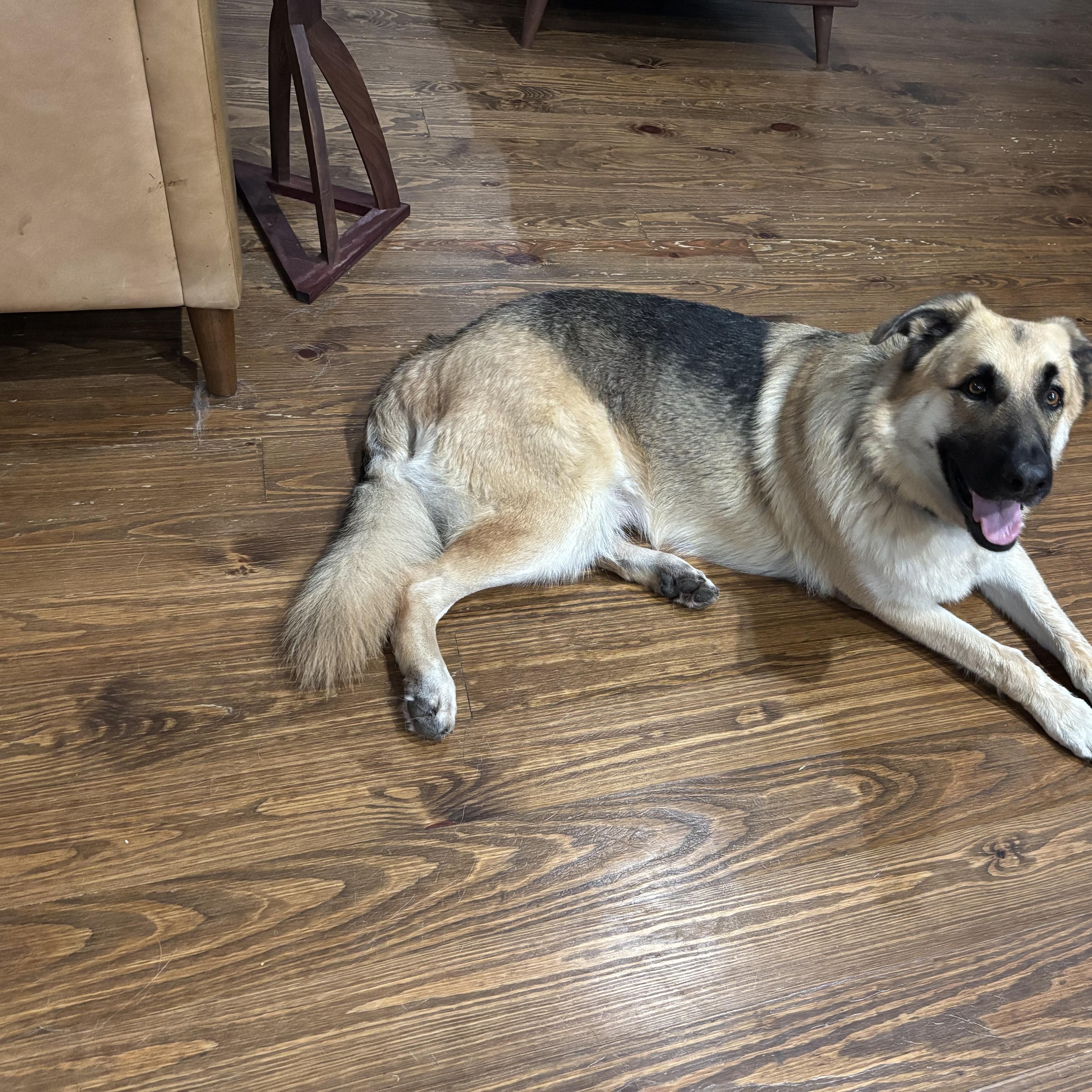 An adult large-sized male German Shepherd Dog dog named Rafi for adoption in New Orleans, LA