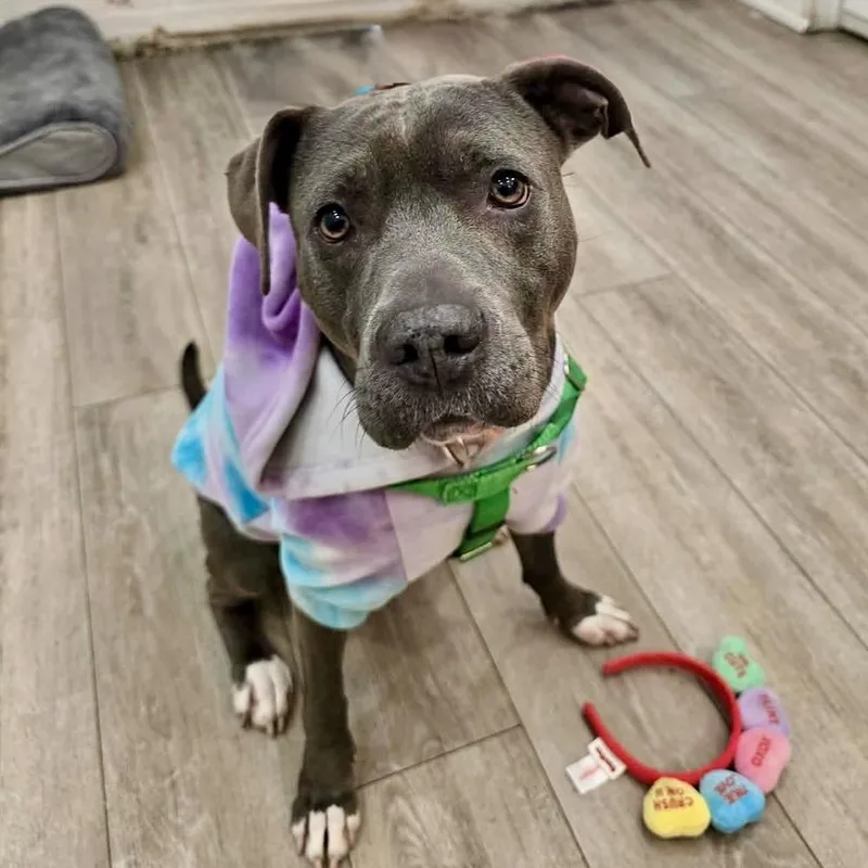 An adult medium-sized female American Staffordshire Terrier dog named Malia for adoption in Long Island City, NY