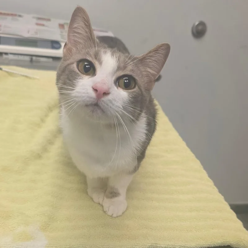 A young medium-sized female Brown / Chocolate Domestic Short Hair cat named Claud for adoption in Jacksonville, FL