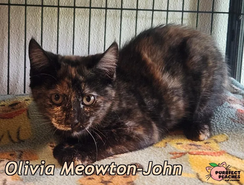 A baby medium-sized female Domestic Short Hair cat named Olivia MeowtonJohn for adoption in Douglasville, GA