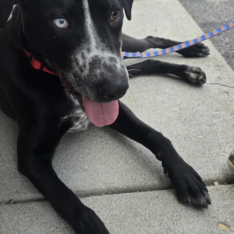 An adult medium-sized male Pointer dog named Koba for adoption in Petersburg, IN