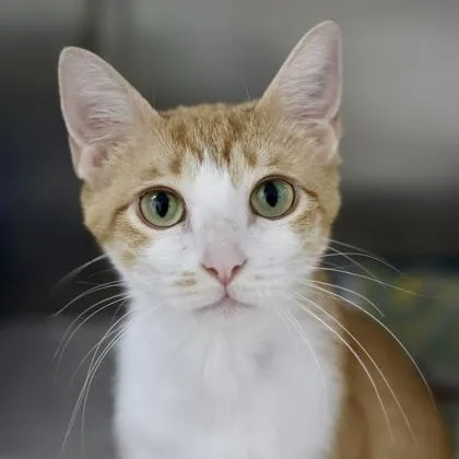 Pumpkin Souffle thumbnail 2