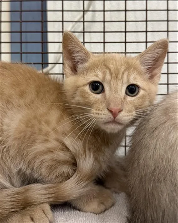 A baby small-sized male Domestic Short Hair cat named Pip for adoption in Hayward, CA