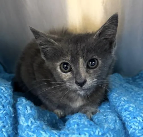 A baby small-sized female Domestic Short Hair cat named Turtle for adoption in Los Angeles, CA