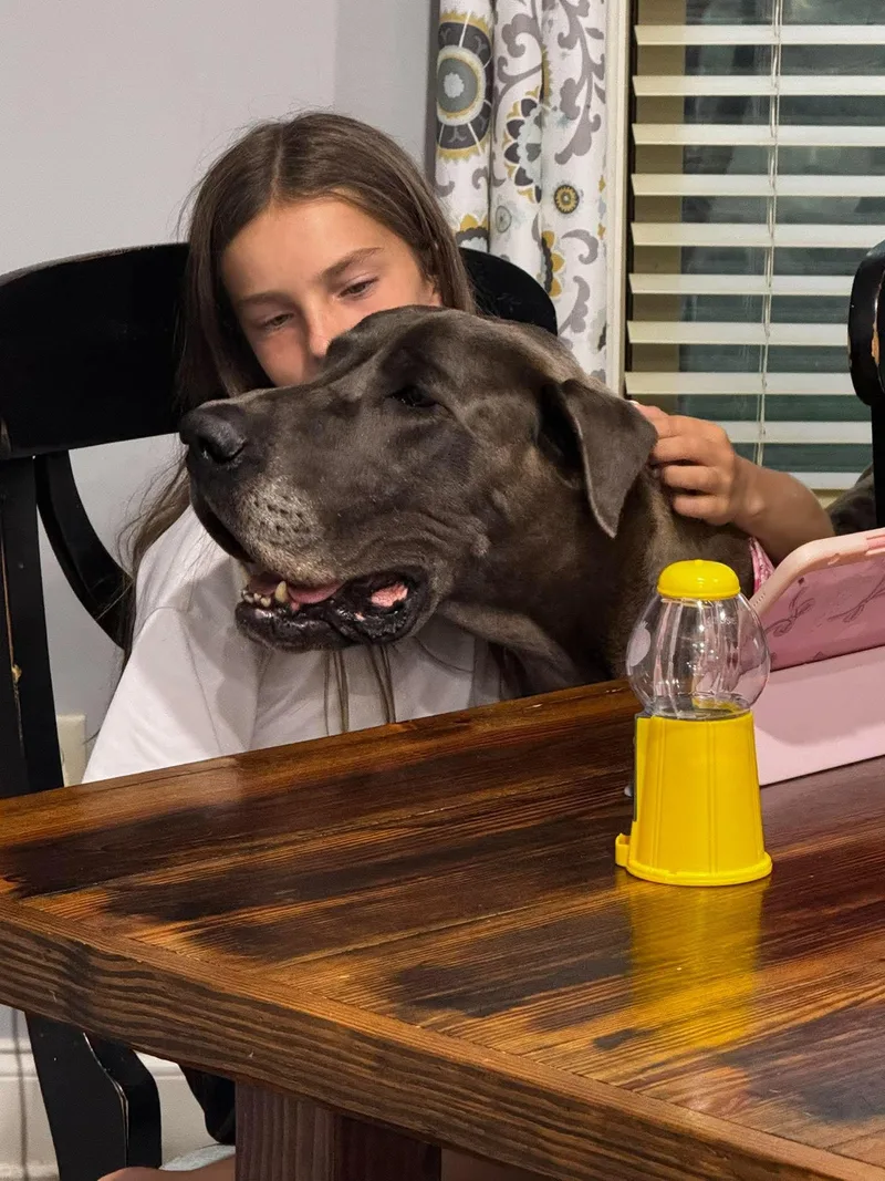 An adult extra large-sized female Great Dane dog named Rose for adoption in Pensacola, FL
