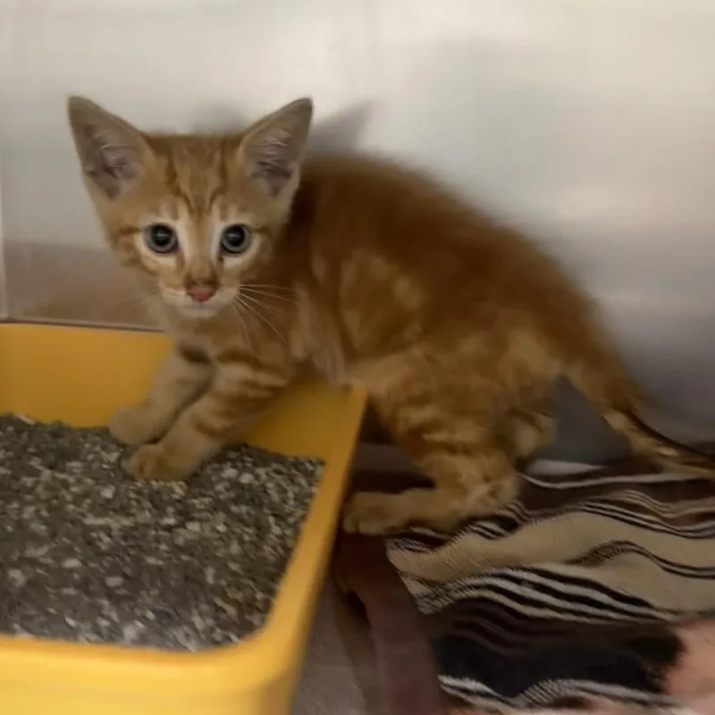 A baby small-sized male Orange / Red Domestic Short Hair cat named Apple Jacks for adoption in Auburn, AL