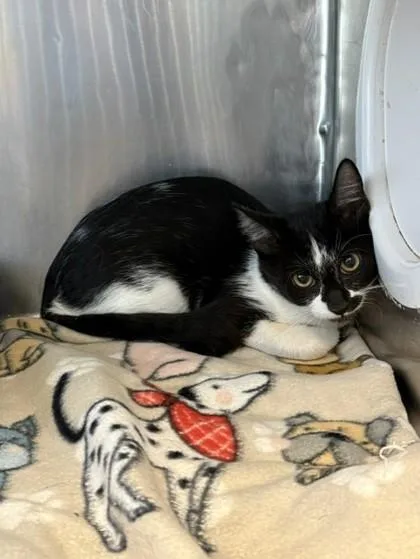 A baby medium-sized male Black Domestic Short Hair cat named Waldo for adoption in El Paso, TX