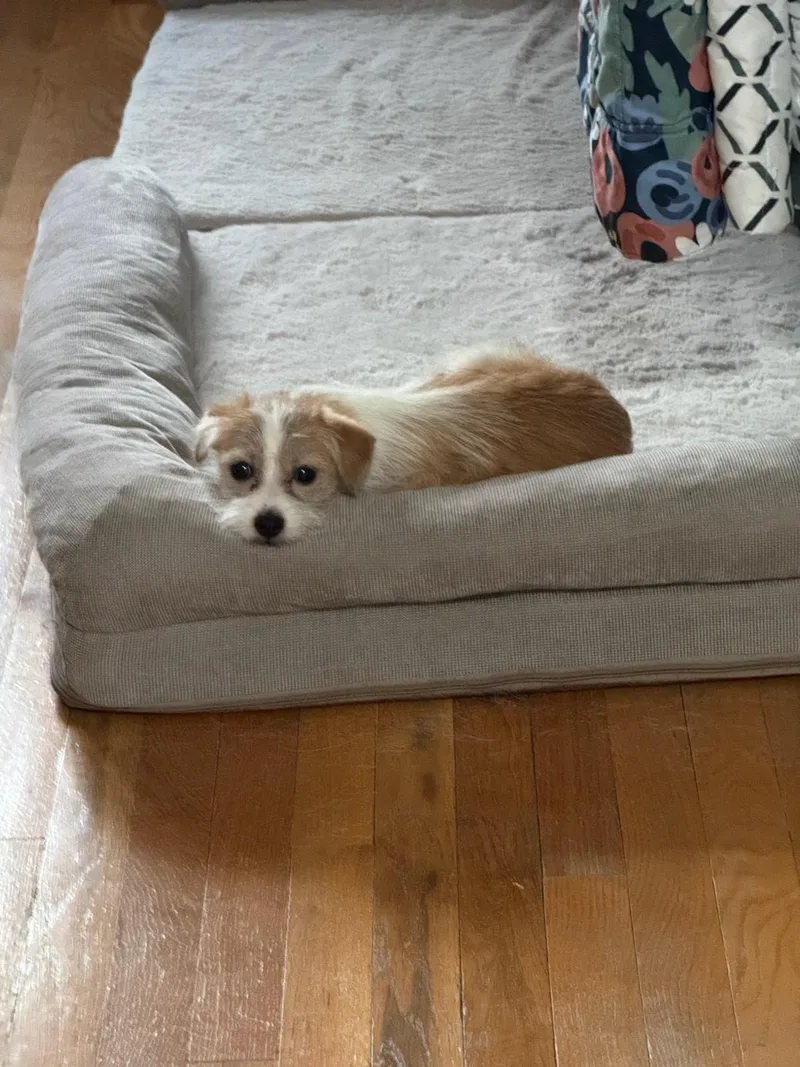 A young small-sized male Terrier dog named Charlie for adoption in Freehold, NJ