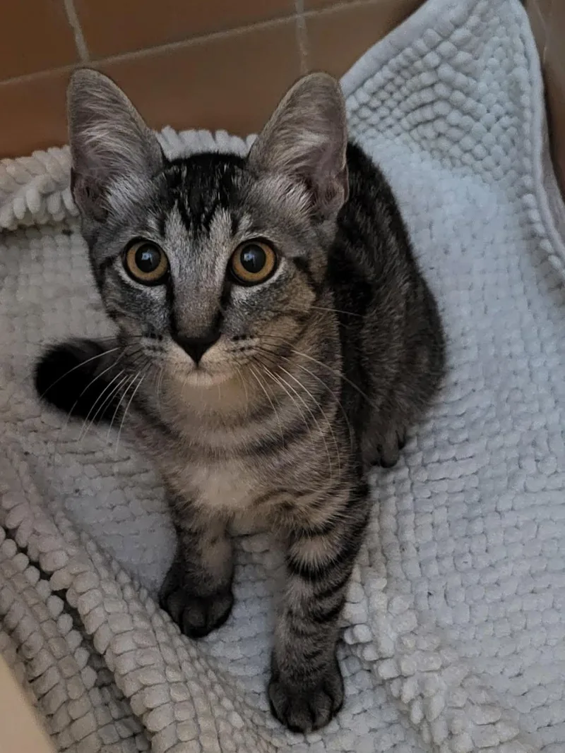 A baby medium-sized male Tabby (Leopard / Spotted) Tabby cat named Felix for adoption in Houston, TX