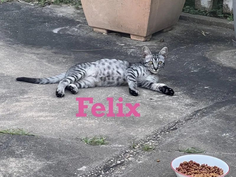 Felix thumbnail 3