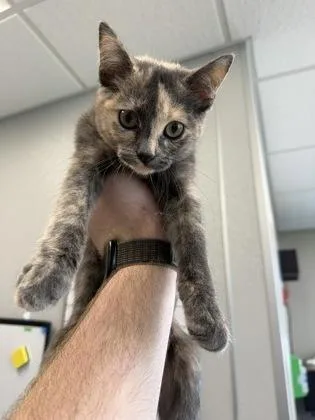 A young medium-sized female Domestic Short Hair cat named Yogurt for adoption in Lafayette, IN