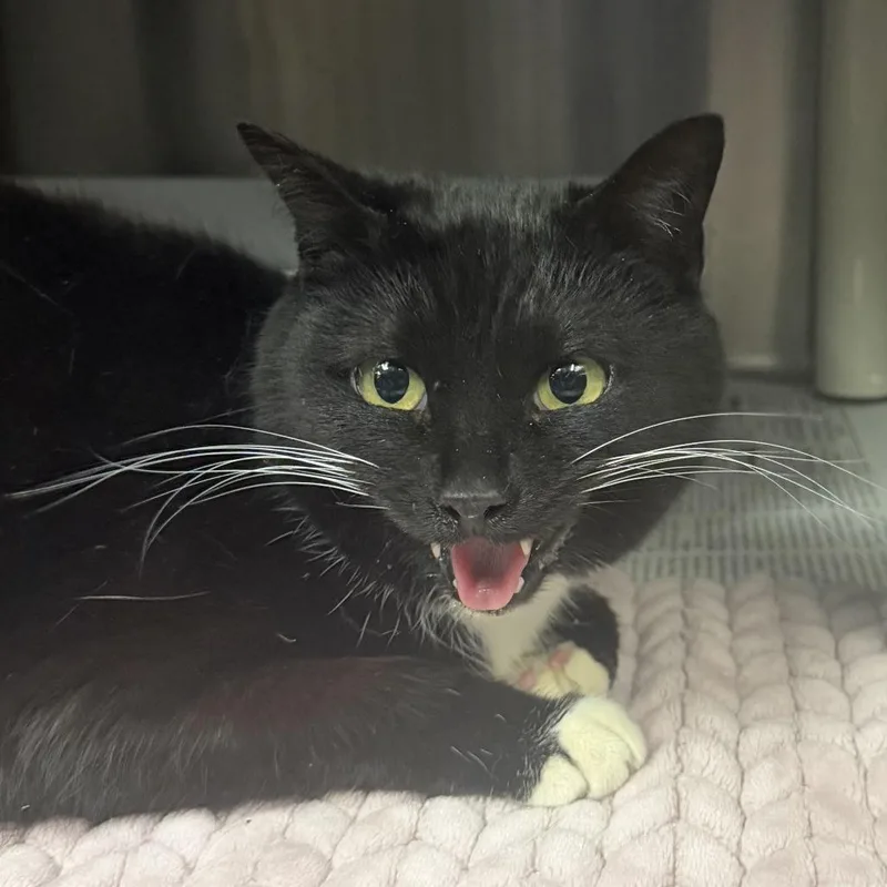 An adult medium-sized female Black Domestic Short Hair cat named Davina for adoption in Marion, VA