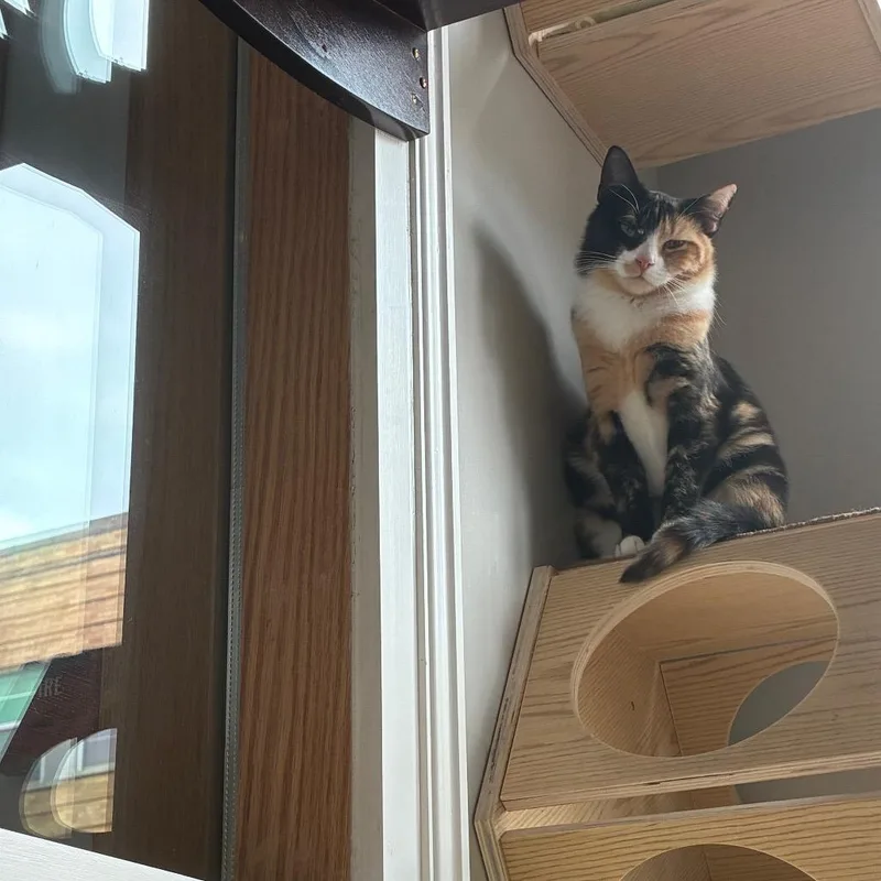 A young medium-sized female Calico Domestic Short Hair cat named Victorine for adoption in Harrisonburg, VA