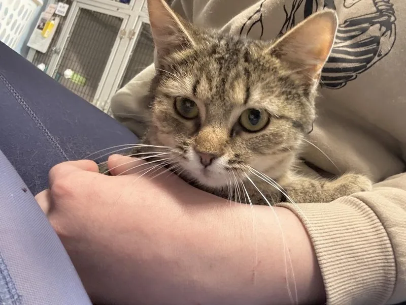 Tallulah thumbnail 2