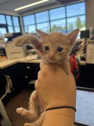 A baby small-sized female Domestic Short Hair cat named Ron Stoppable for adoption in Atlanta, GA