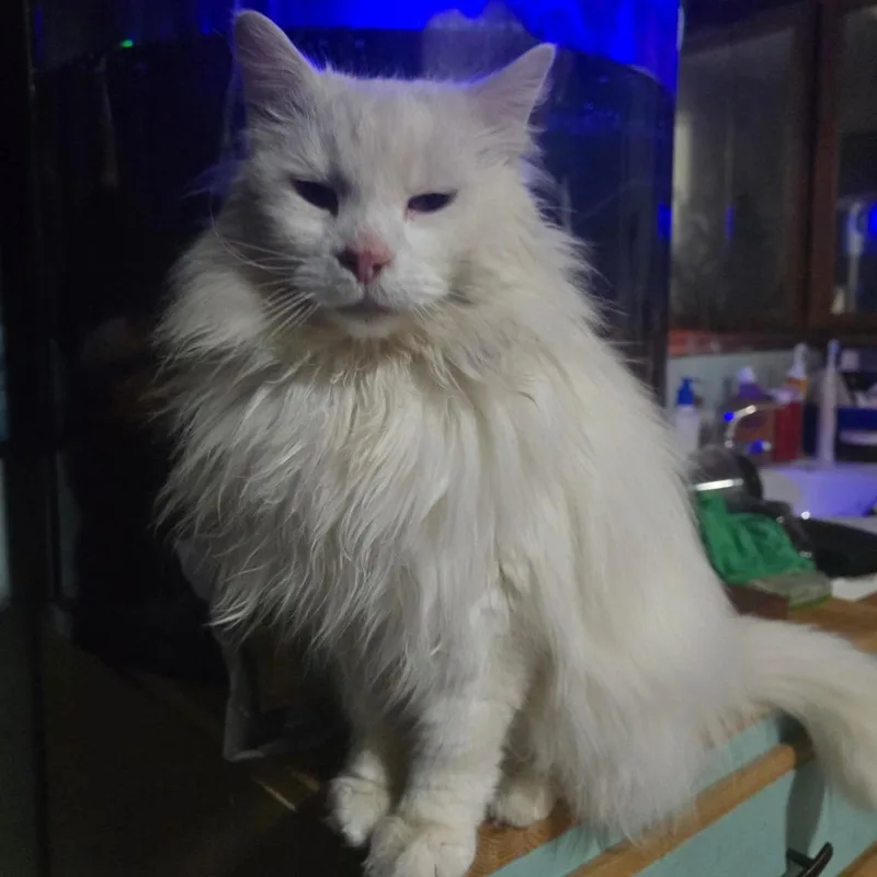 An adult small-sized male White Domestic Long Hair cat named Yeti for adoption in Goshen, IN