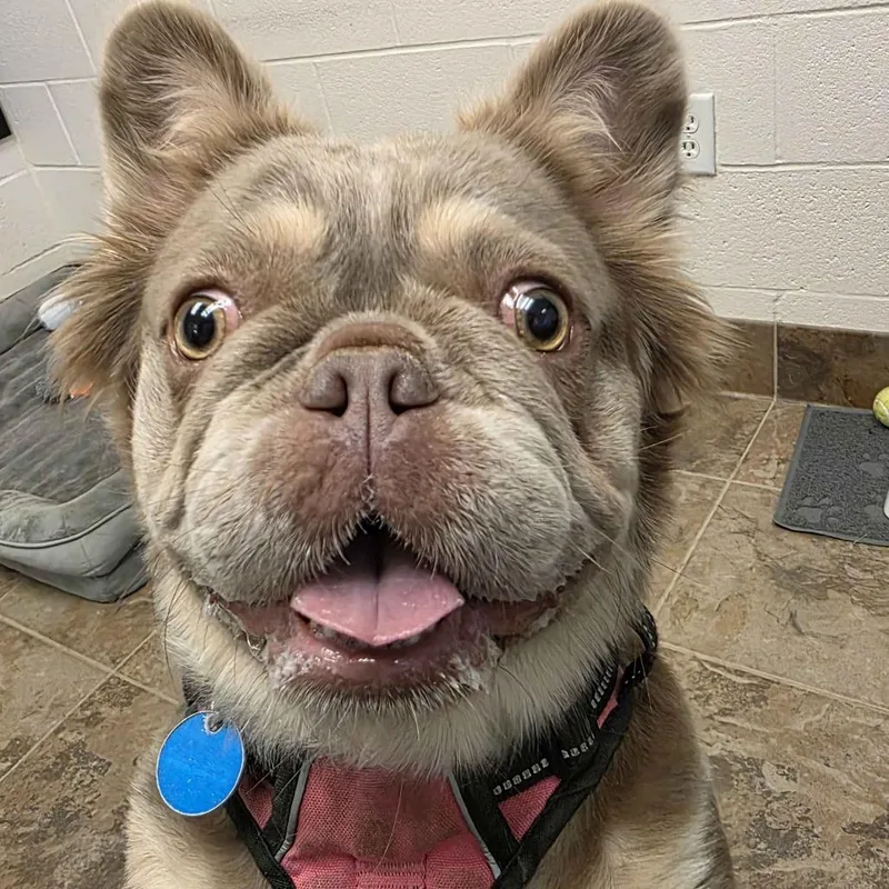 An adult small-sized female Yellow / Tan / Blond / Fawn French Bulldog dog named Rayna for adoption in Gloucester, VA