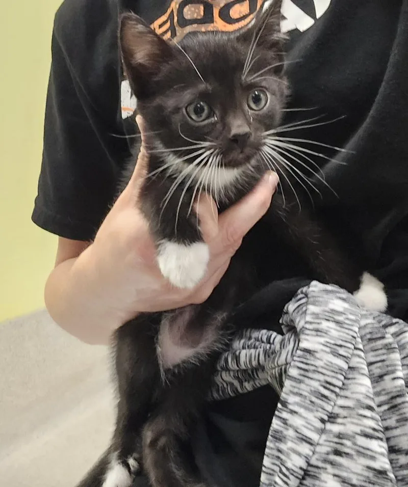 A baby small-sized male Domestic Short Hair cat named Badger for adoption in Dickson, TN