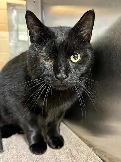 A senior extra large-sized male Black Domestic Short Hair cat named Shadow for adoption in Wichita, KS
