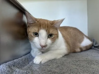 A young medium-sized male Domestic Short Hair cat named Chevy for adoption in Palm Coast, FL
