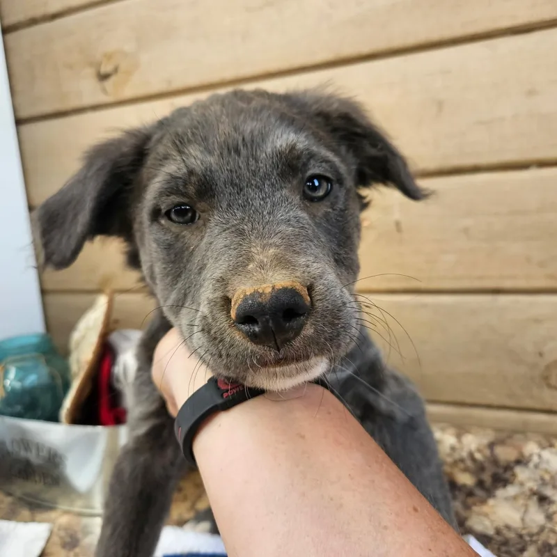 A baby large-sized female Gray / Blue / Silver American Staffordshire Terrier dog named Mouse for adoption in Maynardville, TN