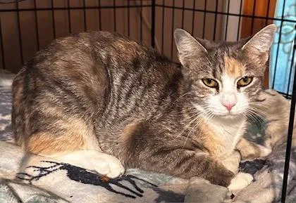 A baby medium-sized female Domestic Short Hair cat named Alice for adoption in West Chester, PA