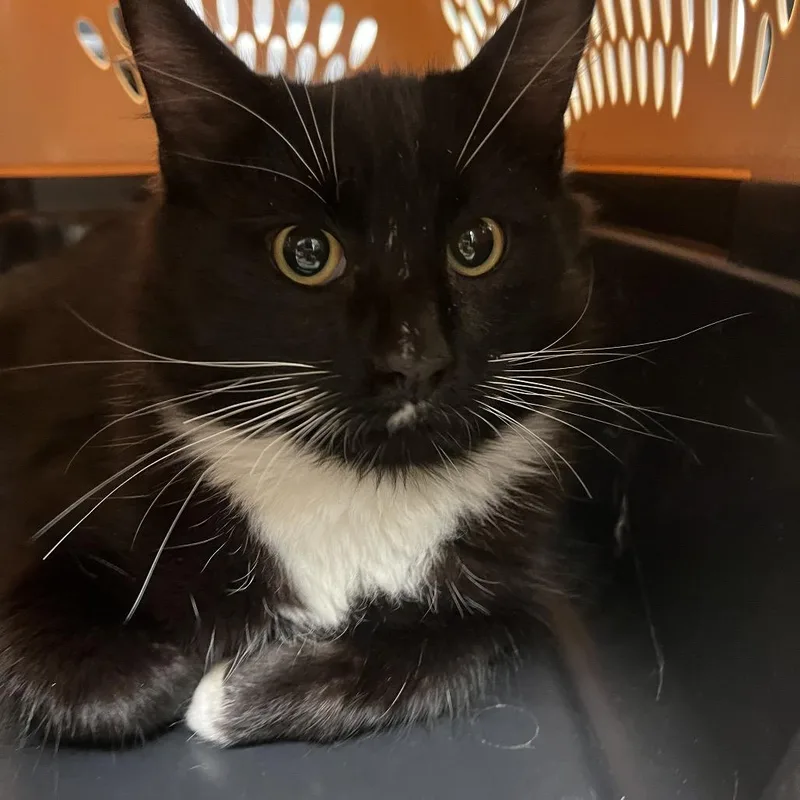 A young medium-sized male Black Domestic Short Hair cat named Cobweb for adoption in Pittsburgh, PA
