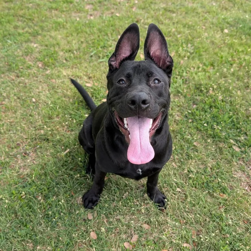 An adult large-sized male Labrador Retriever dog named HoBo for adoption in Austin, TX
